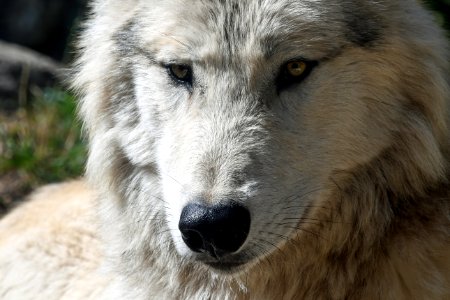 Wolf Wildlife Dog Like Mammal Fauna photo