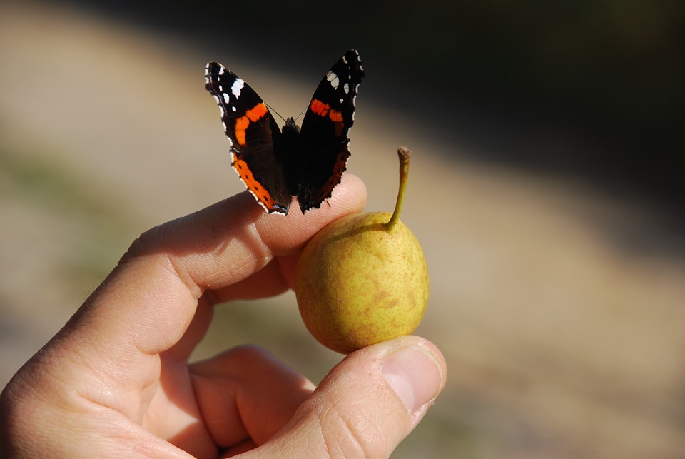 Butterfly fruit hand