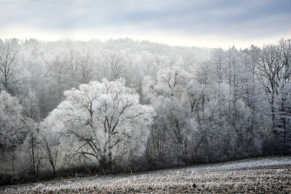 Winter Frost Tree Snow