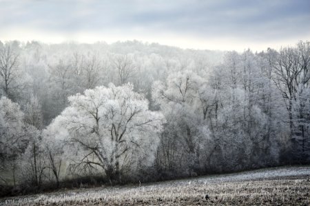 Winter Frost Tree Snow photo
