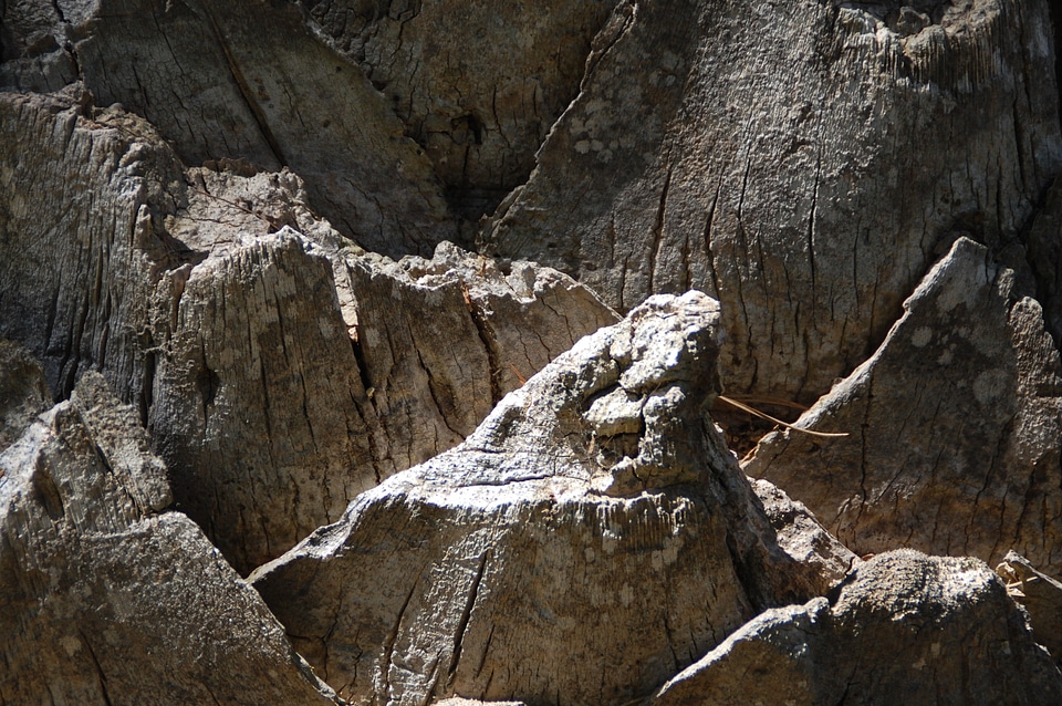 Palm tree bark tree nature photo