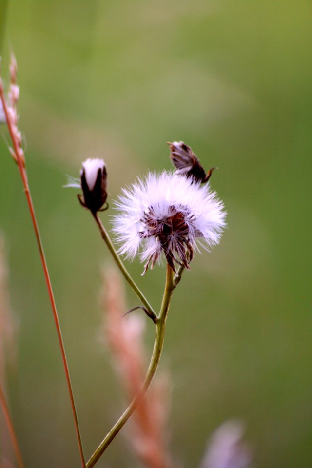 Flower Flora Insect Bee