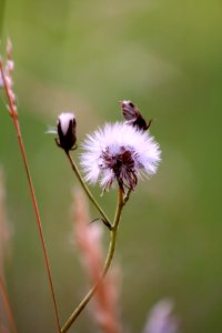 Flower Flora Insect Bee