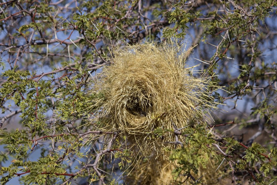 Bird Nest Nest Tree Biome