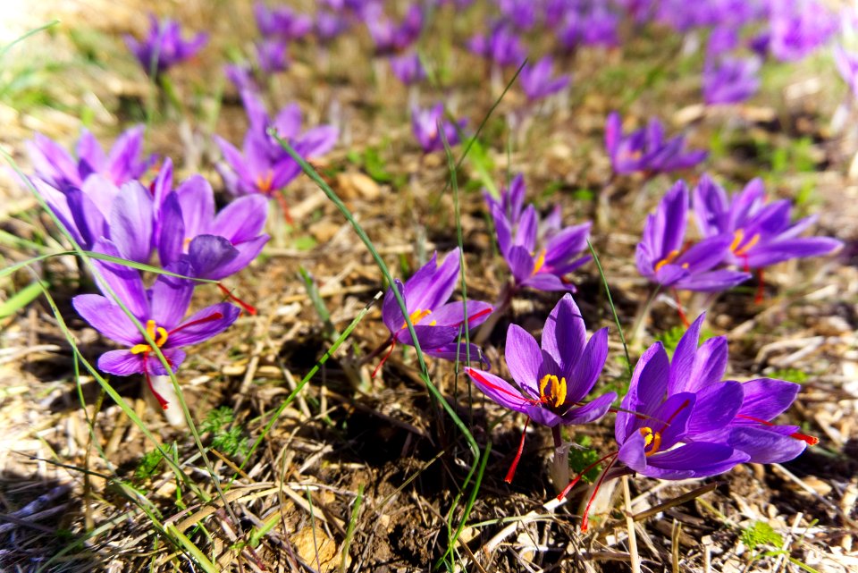 Flower Plant Flora Crocus