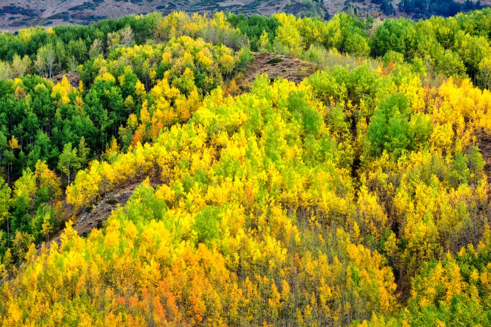 Ecosystem Temperate Broadleaf And Mixed Forest Vegetation Wilderness