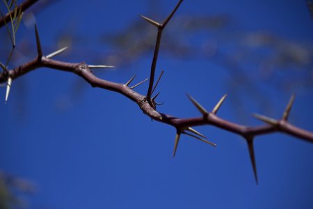Branch Sky Twig Thorns Spines And Prickles photo