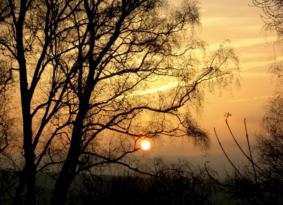 Sky Branch Nature Tree
