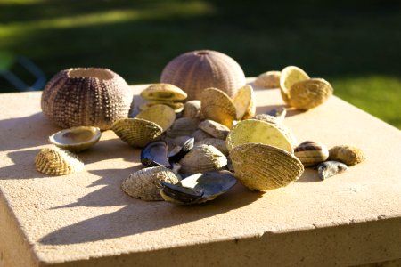 Clam Cockle Clams Oysters Mussels And Scallops Seashell photo