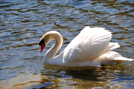 Swan Bird Water Bird Ducks Geese And Swans