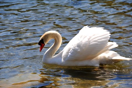 Swan Bird Water Bird Ducks Geese And Swans photo