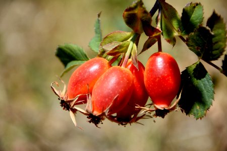 Rose Hip Fruit Flora Berry