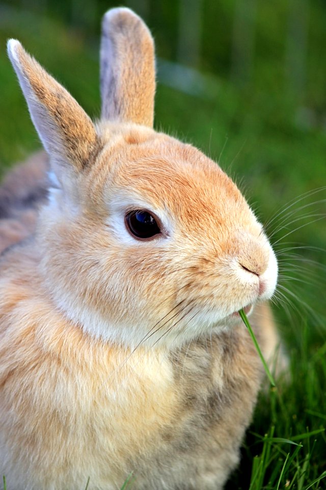Fauna Rabbit Mammal Whiskers