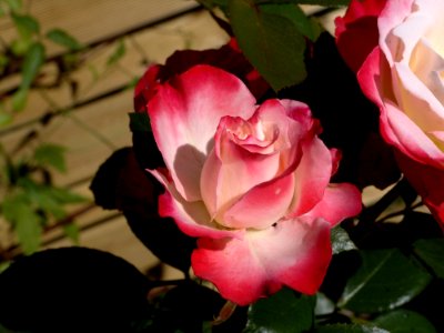Flower Rose Rose Family Plant