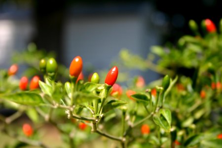 Birds Eye Chili Plant Tabasco Pepper Bell Peppers And Chili Peppers