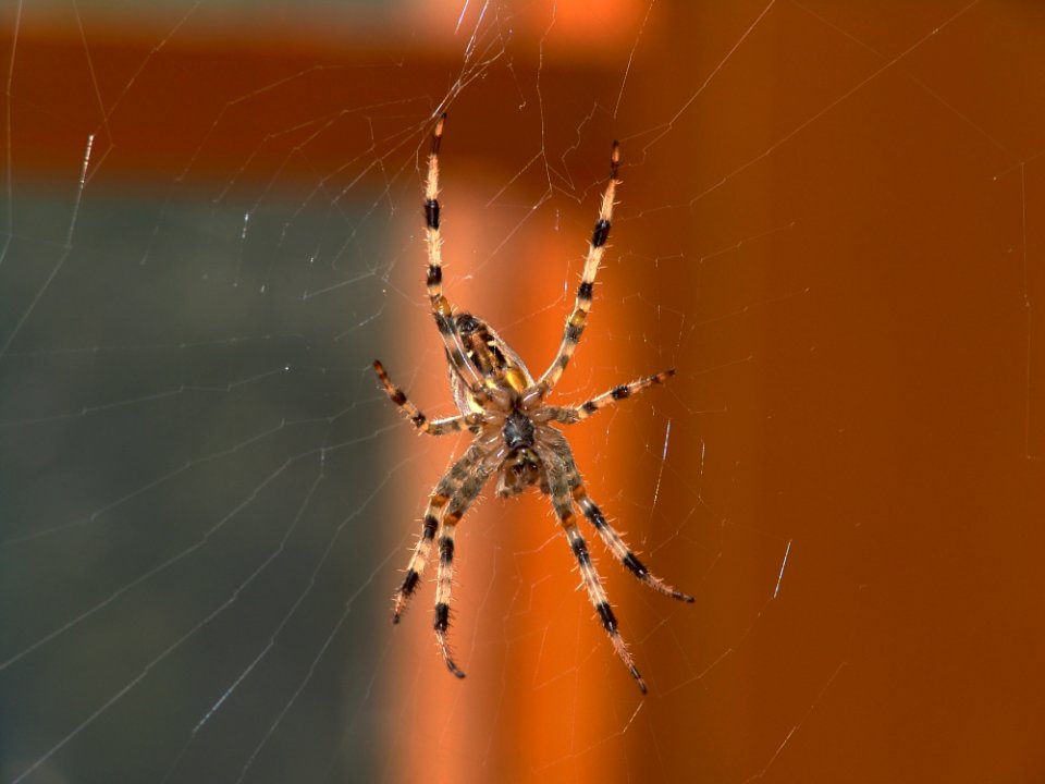 Spider Arachnid Orb Weaver Spider Invertebrate