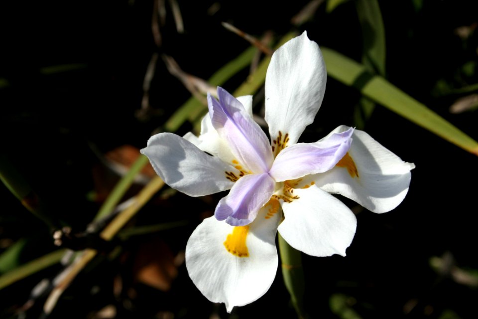 Flower Flora Plant Flowering Plant