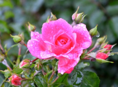 Rose Family Flower Floribunda Rose