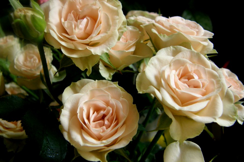 Flower Rose Rose Family Garden Roses