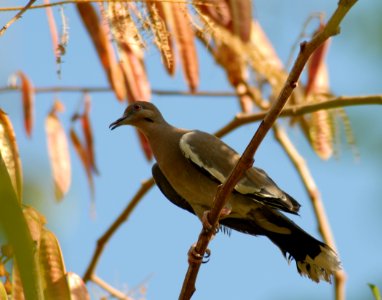 Bird Fauna Beak Wildlife