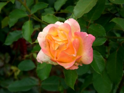Rose Flower Rose Family Floribunda