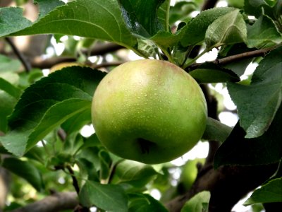 Fruit Tree Fruit Apple Pear photo