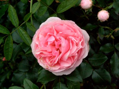 Rose Flower Rose Family Pink