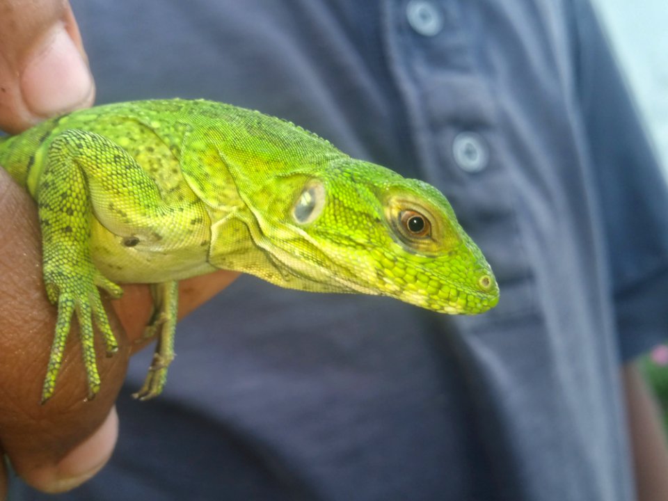 Reptile Scaled Reptile Lizard Iguana