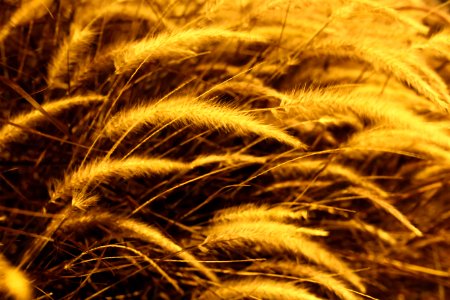 Close Up Grass Family Grain Grass