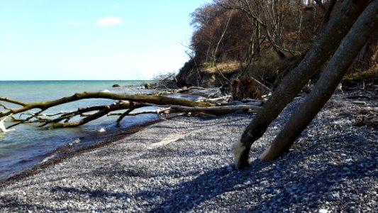 Shore Water Tree Sea