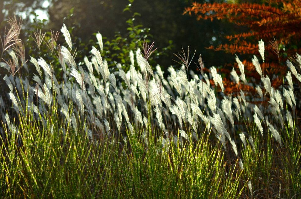 Grass Grass Family Vegetation Plant