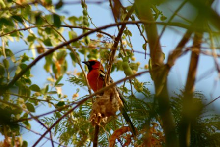 Bird Fauna Ecosystem Beak