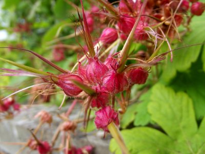 Plant Flower Flora Flowering Plant