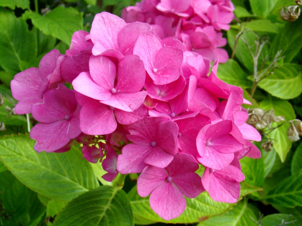 Flower Plant Pink Hydrangea