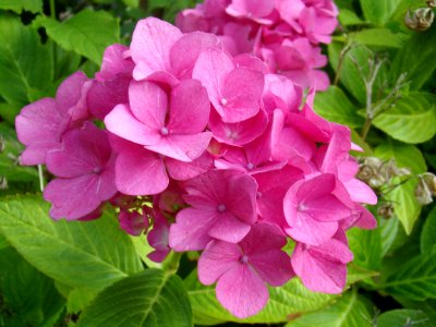 Flower Plant Pink Hydrangea photo