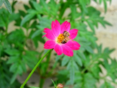 Flower Flora Garden Cosmos Nectar