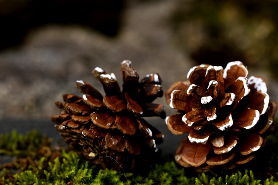 Fungus Edible Mushroom Pine Family Mushroom