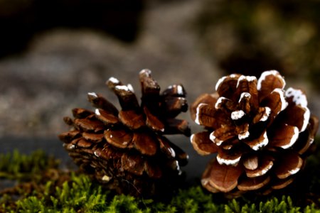 Fungus Edible Mushroom Pine Family Mushroom photo