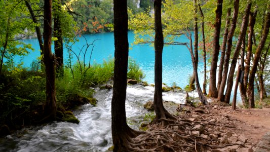 Nature Reserve Water Tree Water Resources