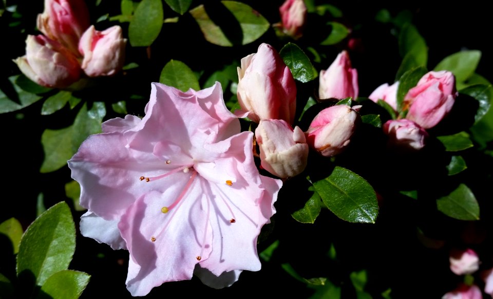 Flower Plant Flowering Plant Pink