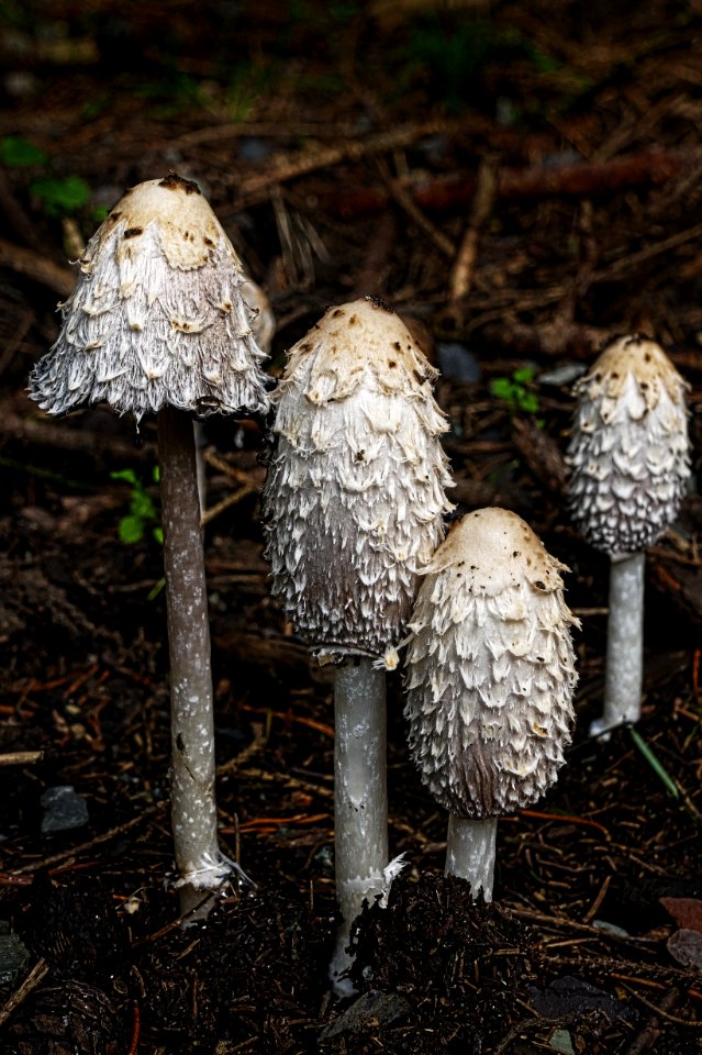 Mushroom Fungus Edible Mushroom Agaricaceae photo