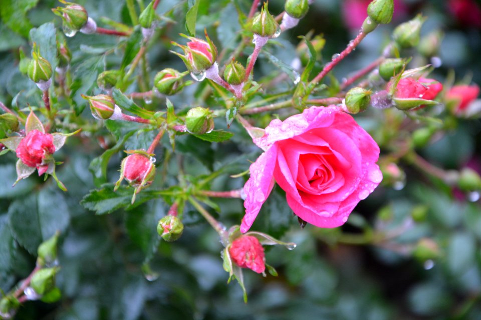 Flower Flowering Plant Rose Family Plant
