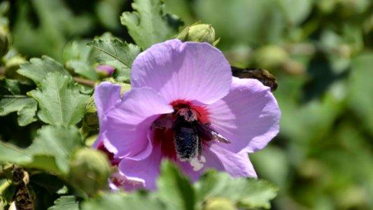 Flower Pollinator Bee Flowering Plant