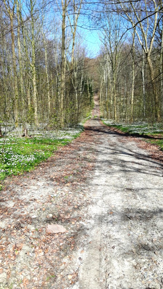 Path Road Trail Woodland