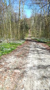 Path Road Trail Woodland