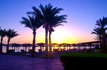 Palm Tree Sky Arecales Resort