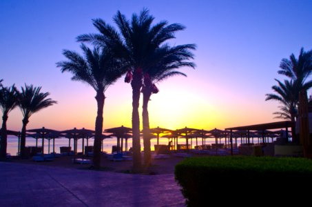 Palm Tree Sky Arecales Resort photo