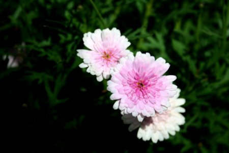 Flower Plant Flowering Plant Flora