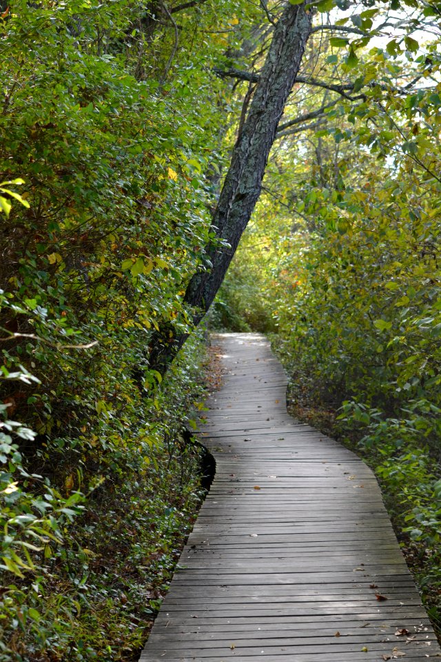 Path Nature Woodland Leaf