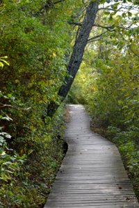 Path Nature Woodland Leaf